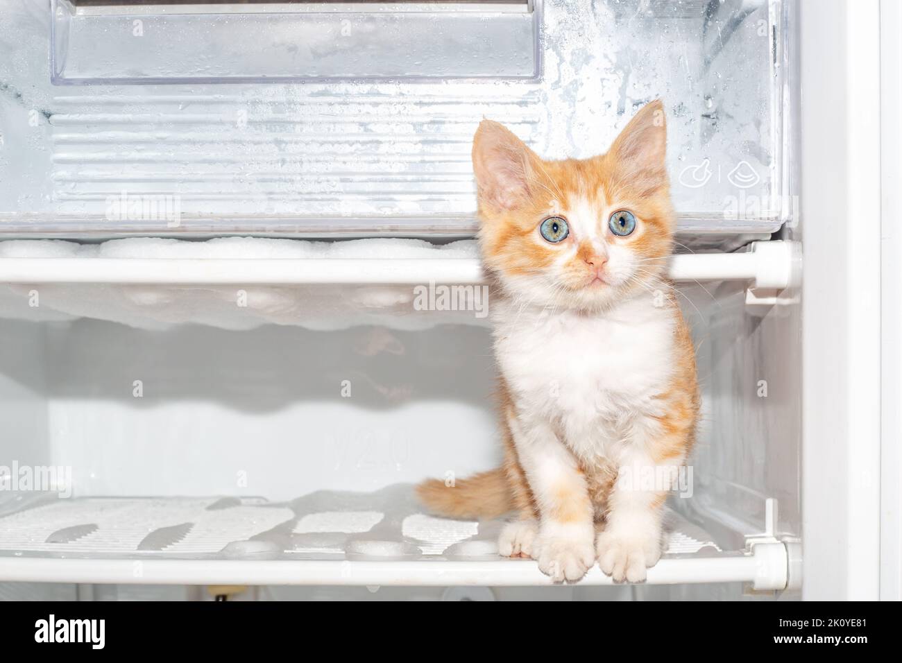 The freezer is defrosting. A red kitten sits on a shelf in the refrigerator. Maintenance of household appliances. Stock Photo