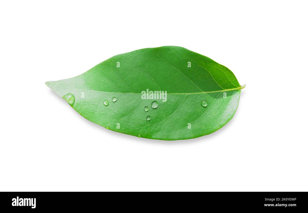 Green leaves with drops isolated on a white background included clipping path. Stock Photo
