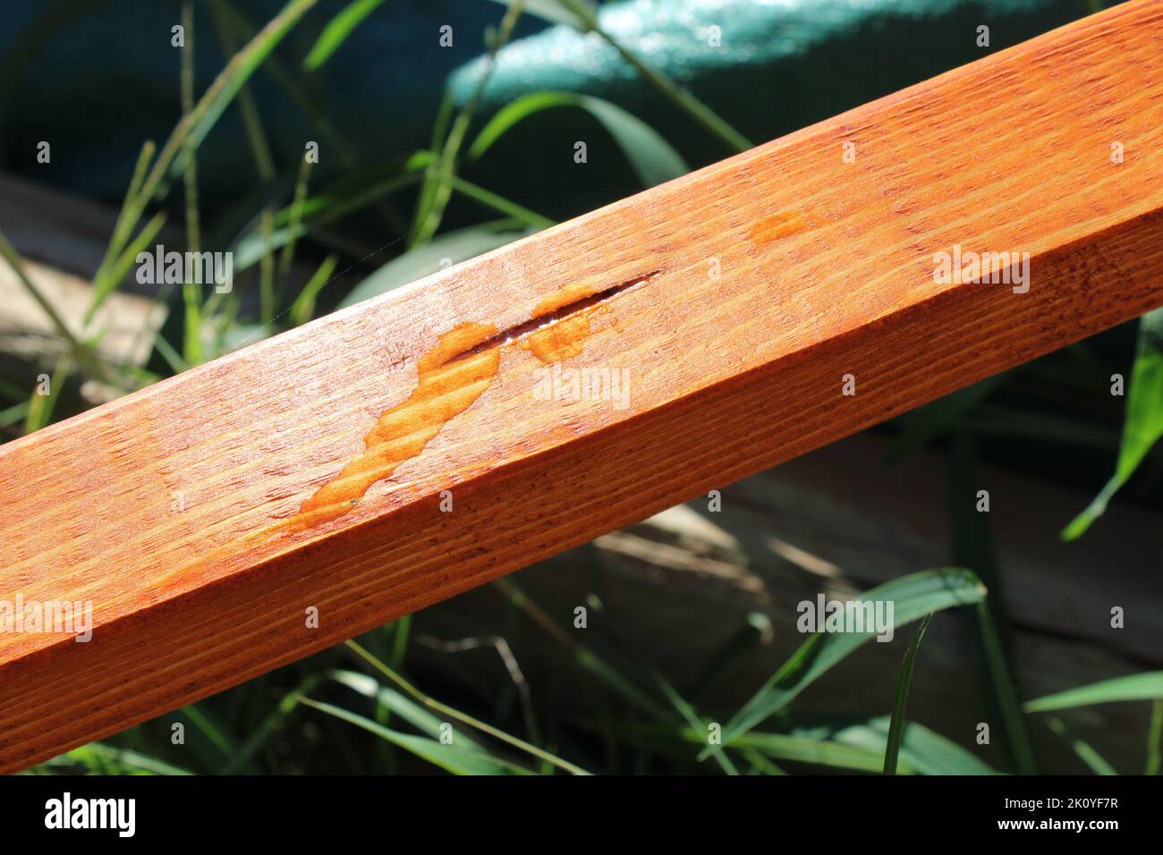 Sap Flowing From a Crack in a Stained Piece of Lumber Stock Photo