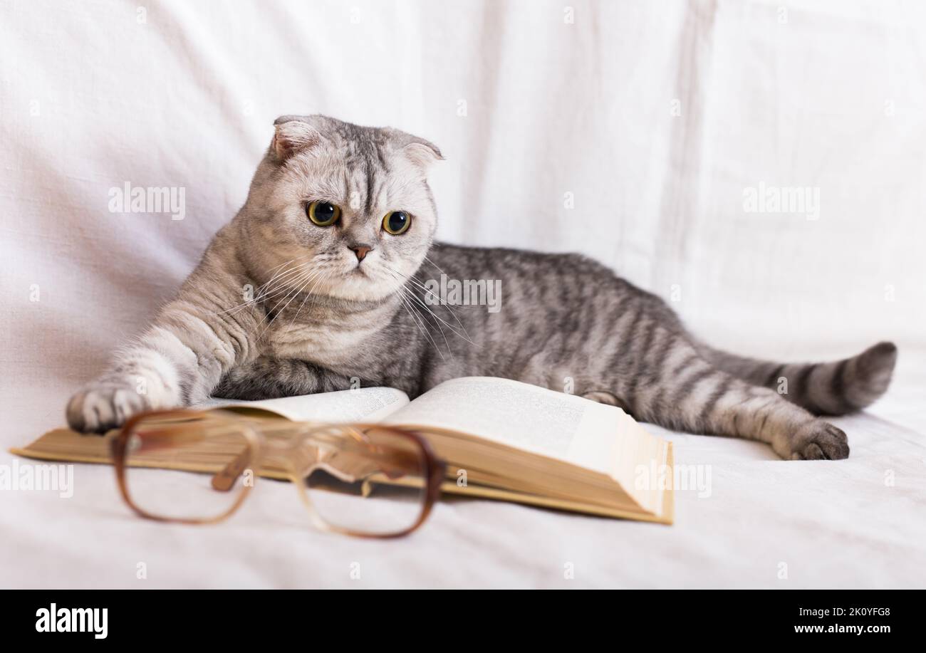 Cute cat plays with glasses and open books close up Stock Photo