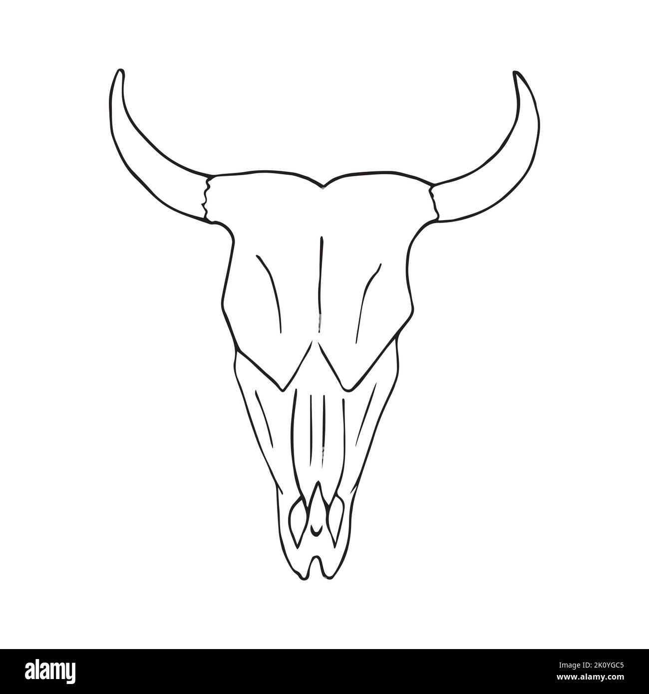 Vector hand drawn doodle sketch cow bull skull Stock Vector Image & Art