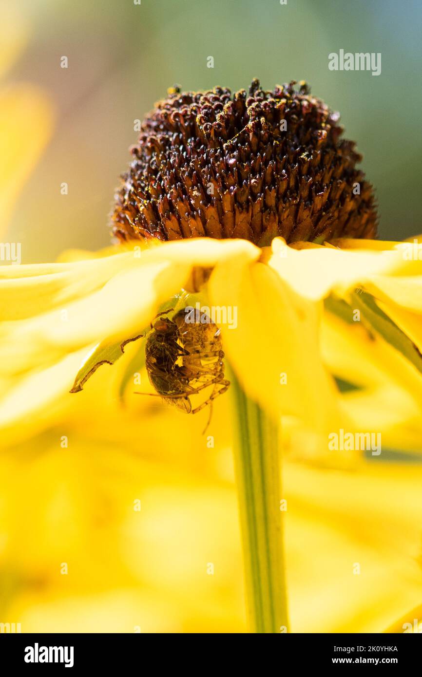 Killearn, Stirling, Scotland, UK. 14th Sep, 2022. UK weather: Tucked away below a rudbekia flowerhead in a late summer border bathed in bright sunshine a spider devours a fly that has been caught in it's web Credit: Kay Roxby/Alamy Live News Stock Photo