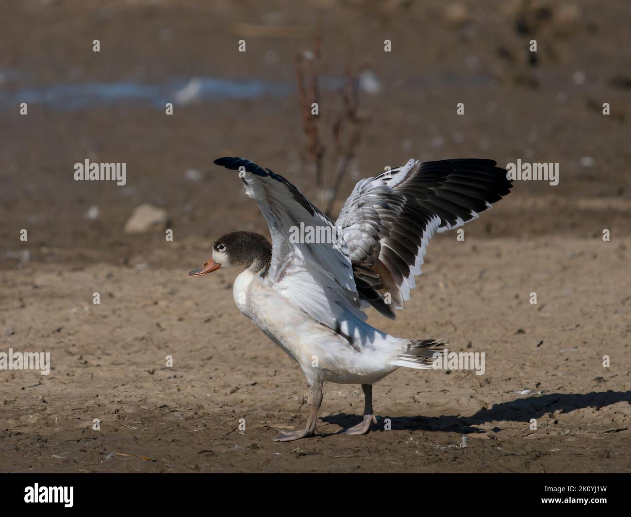 Common shelduck, Tadorna tadorna, single immature bird by water, Lincolnshire, August 2022 Stock Photo