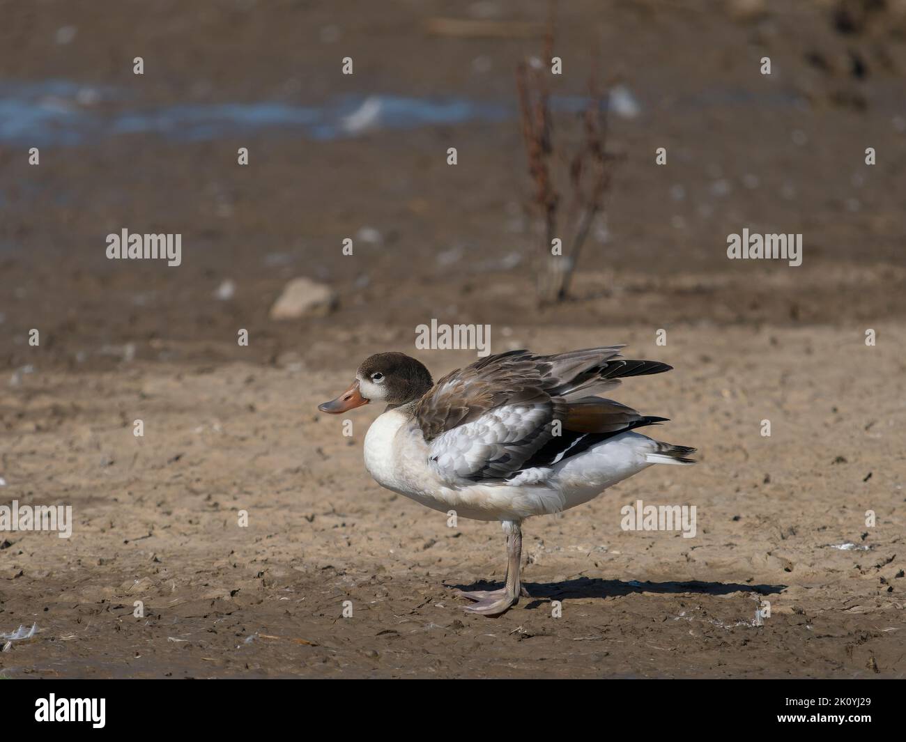 Common shelduck, Tadorna tadorna, single immature bird by water, Lincolnshire, August 2022 Stock Photo