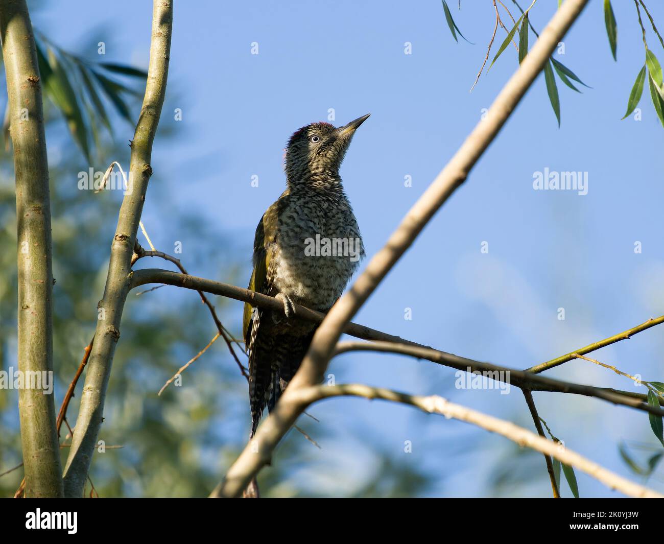 Green woodpecker, Picus viridis, single young bird in tree, Warwickshire, August 2022 Stock Photo