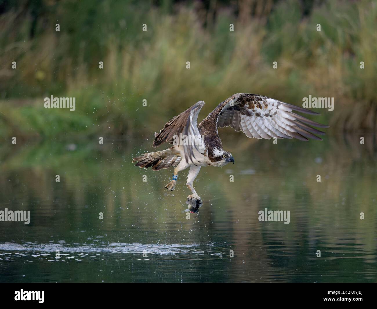 Osprey, Pandion haliaetus, single bird diving for fish, Rutland, August 2022 Stock Photo