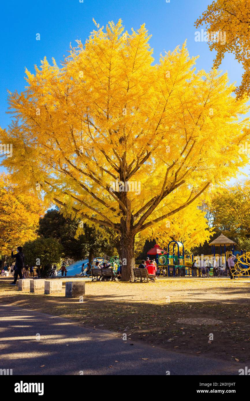 Golden Ginkgo Tree Stock Photo Alamy