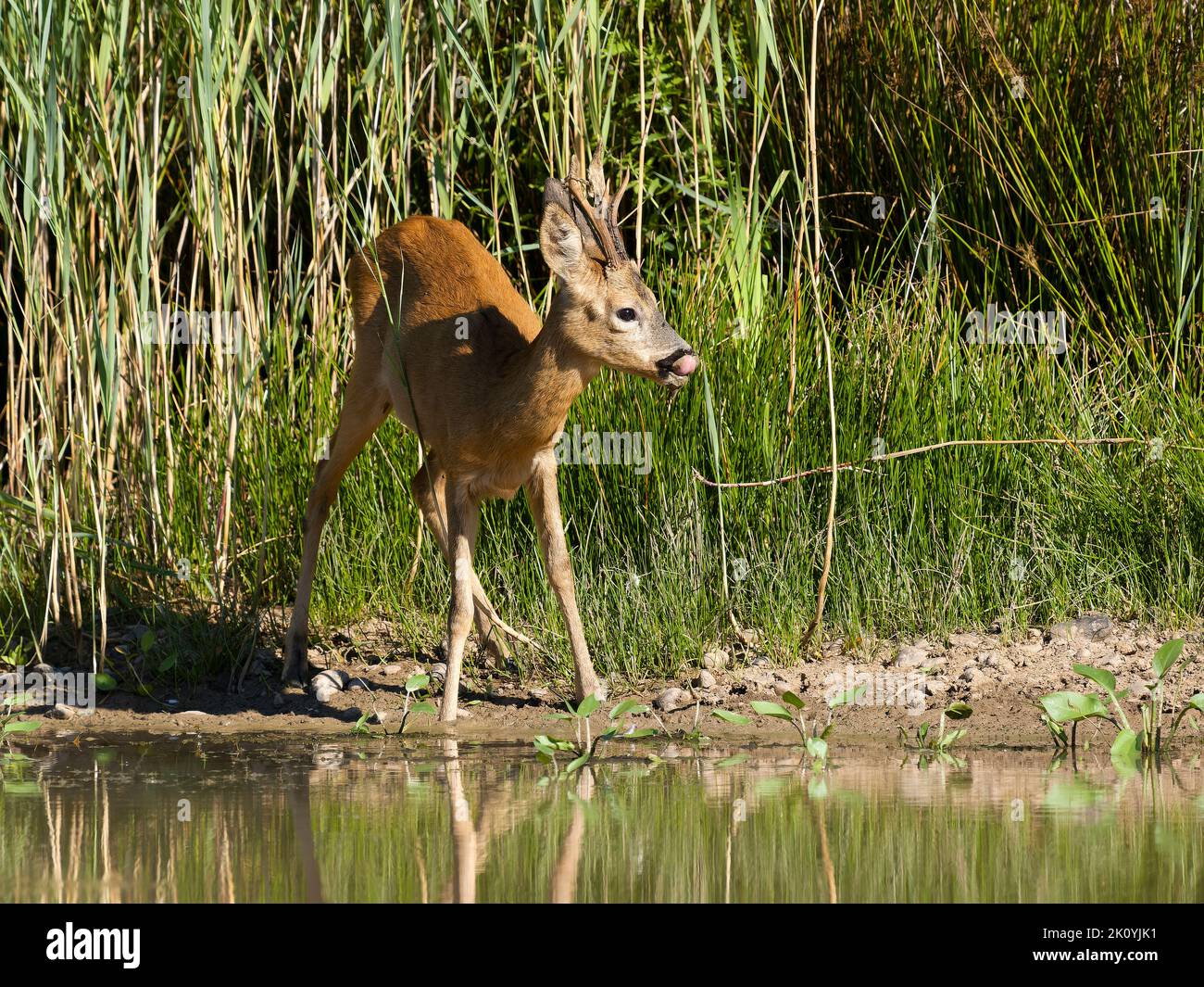 Roe deer, Capreolus capreolus, single male by water, Warwickshire, August 2022 Stock Photo
