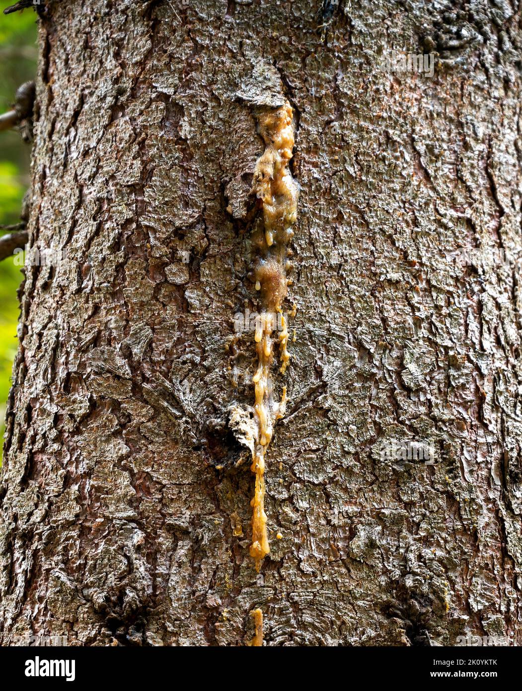 resin leaks out of the trunk of a conifer tree with rough bark Stock Photo