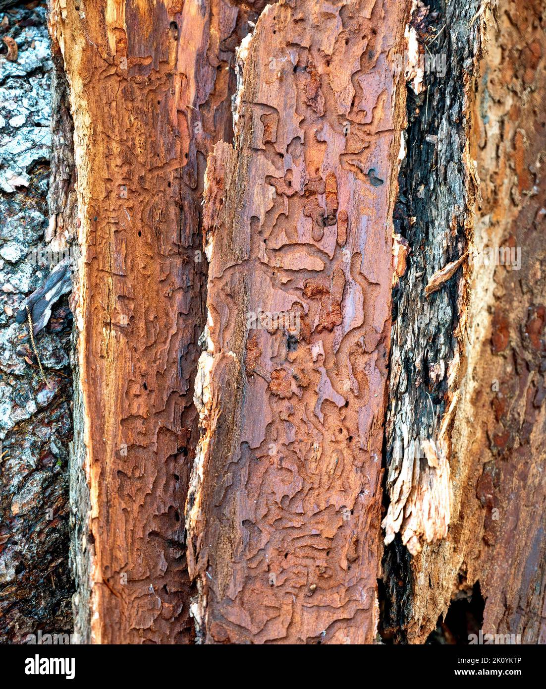 Pieces of bark with bark beetle galleries under the bark of a conifer tree, Austria Stock Photo