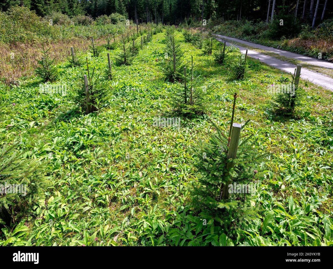 rows of young conifers at a forestation in a forest along a road, Austria Stock Photo