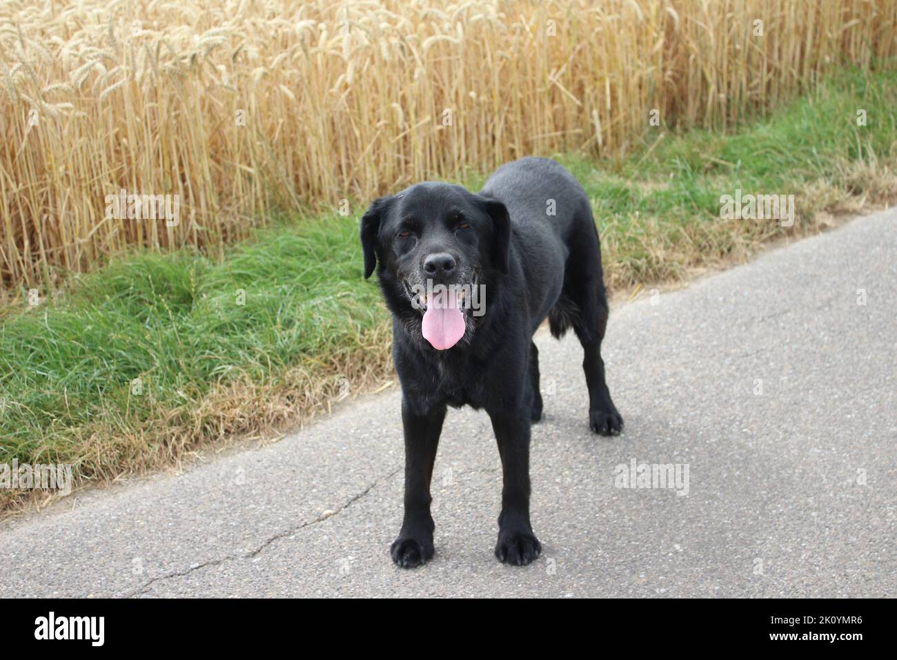 Lab Paws Lab paws hi-res stock photography and images - Alamy