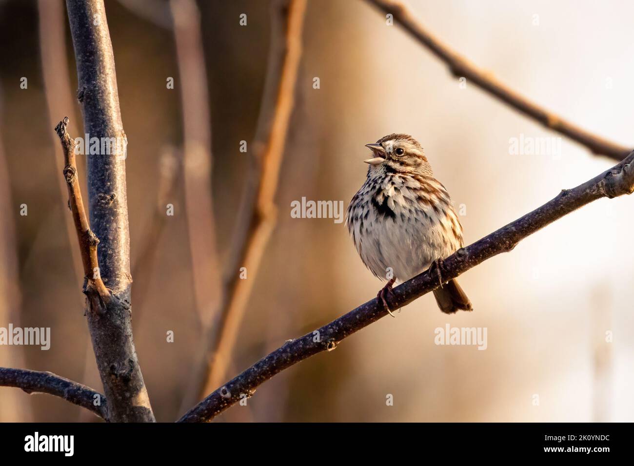 Small song sparrow perched on a branch singing Stock Photo