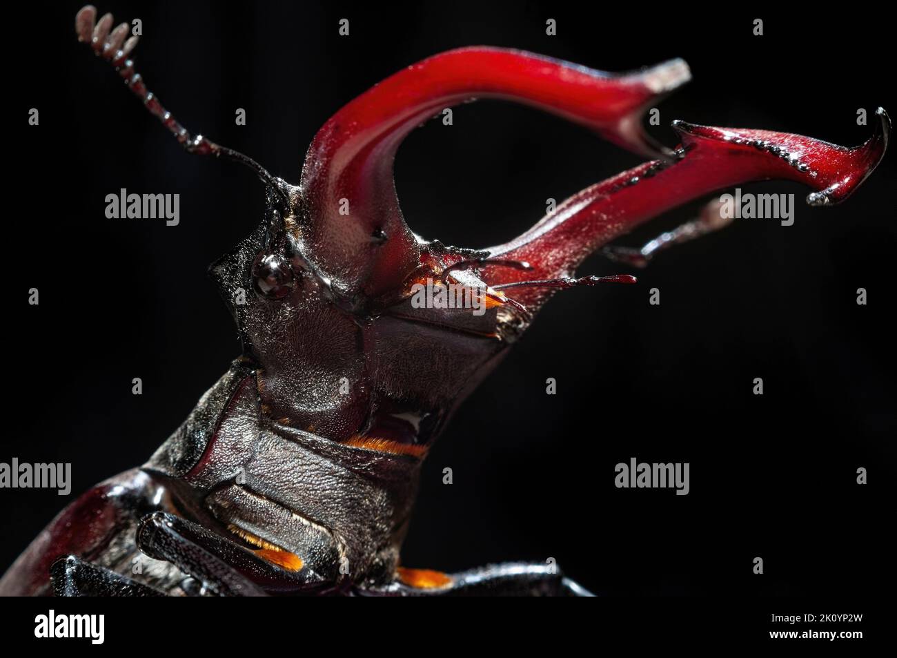 Incredible beetles hi-res stock photography and images - Alamy