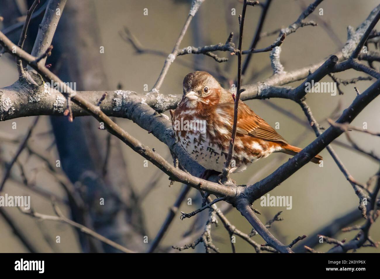 Small fox sparrow perched in a tree on an early spring morning Stock Photo