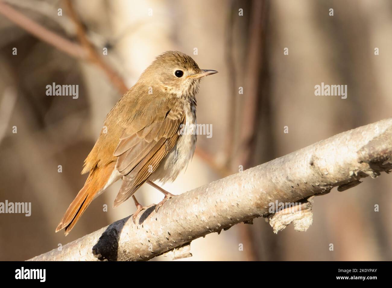 Small Hermit Thrush perched on a tree branch in the forest on an early spring morning Stock Photo
