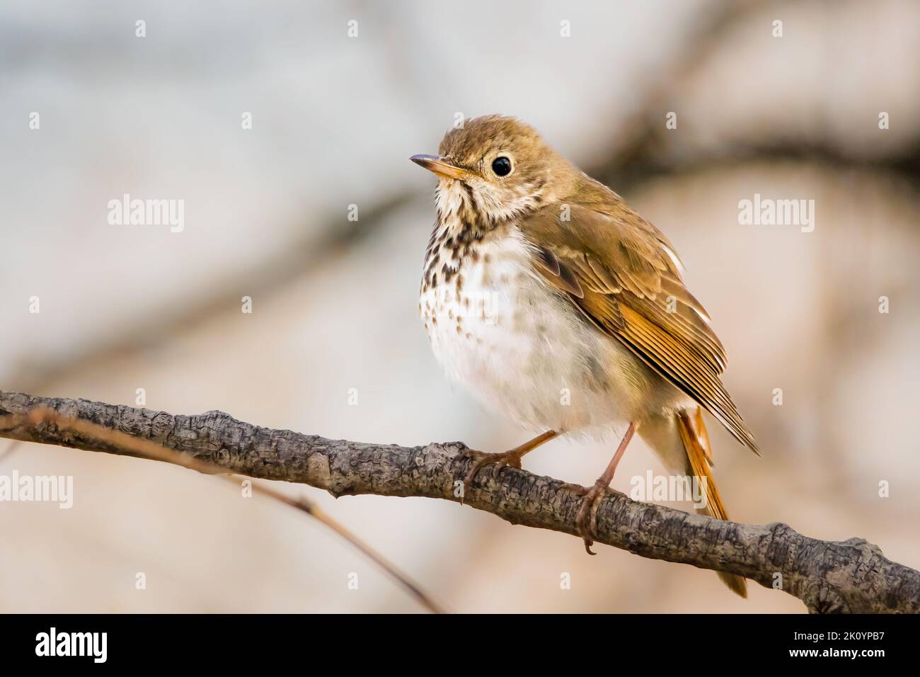 Small Hermit Thrush perched on a tree branch in the forest on an early spring morning Stock Photo