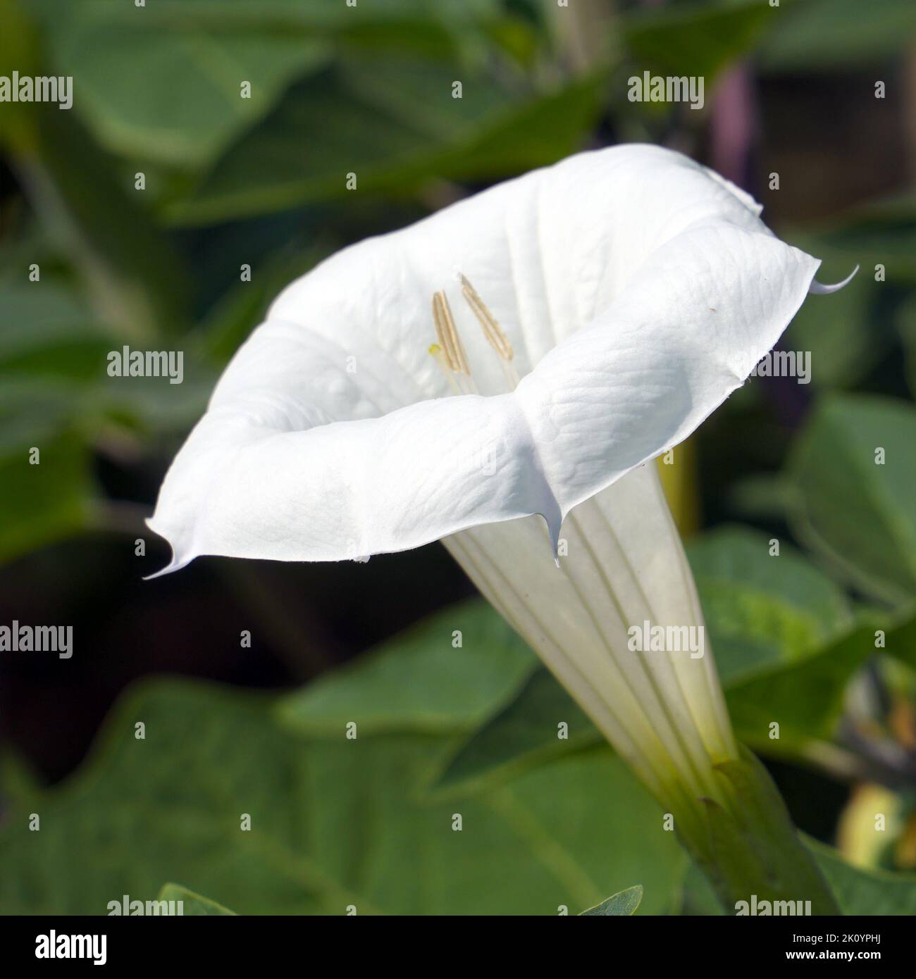 Flowers of white datura in the garden. Selective focus. Stock Photo