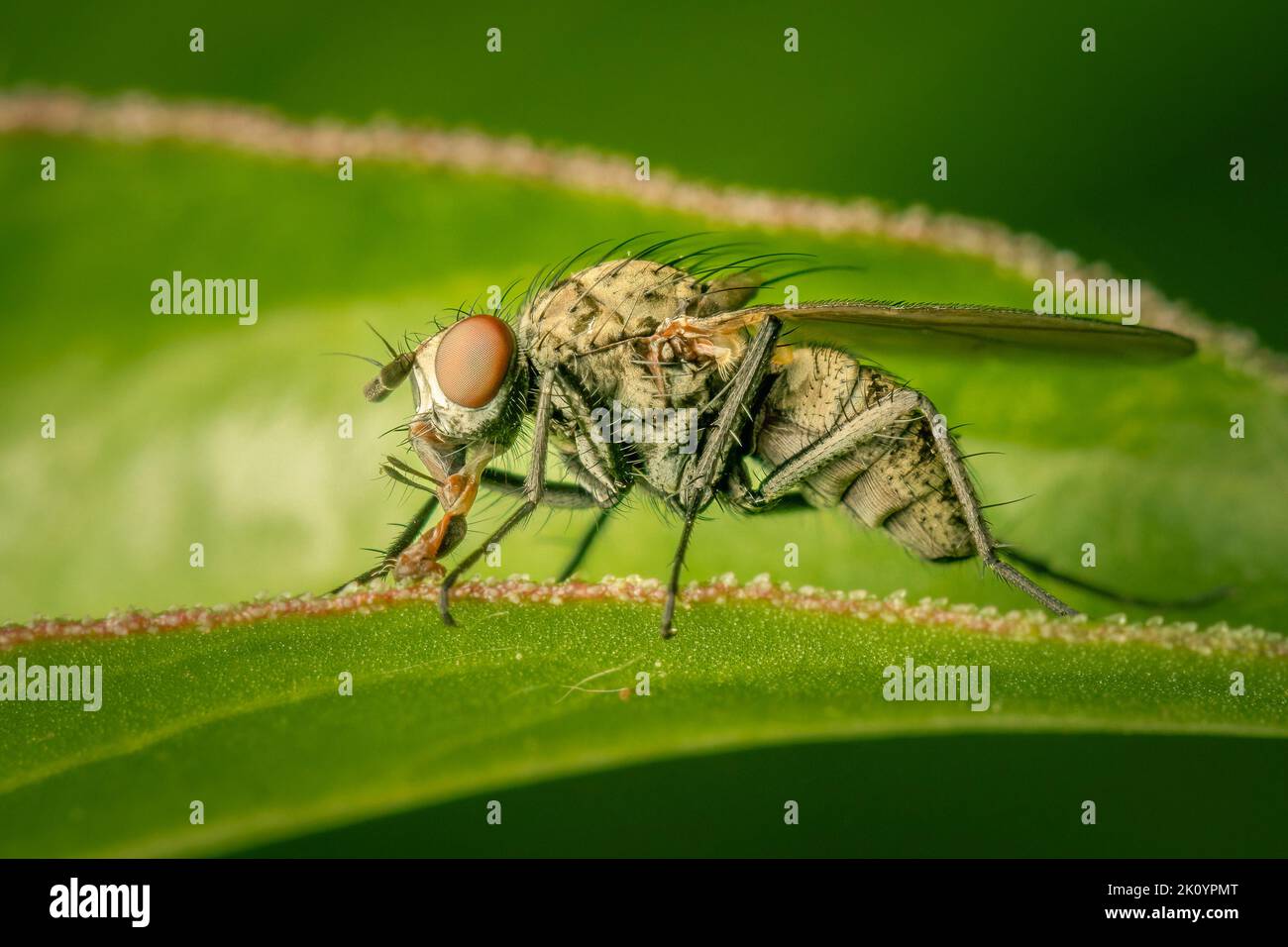 Female coenosia sp. fly resting on a peoni leave on an early spring morning Stock Photo
