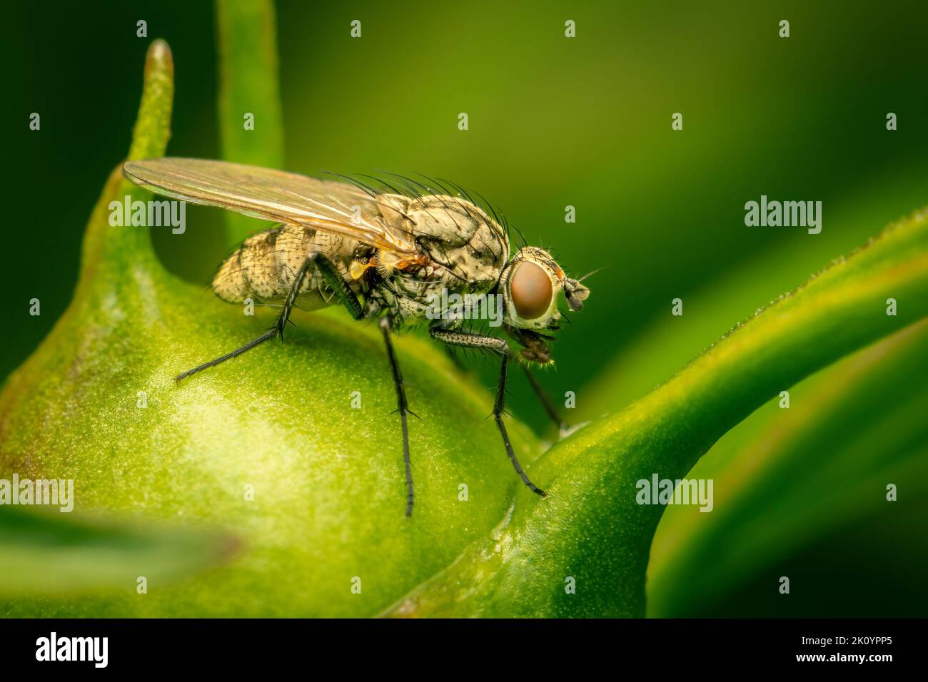 Female coenosia sp. fly resting on a peoni on a spring morning Stock Photo