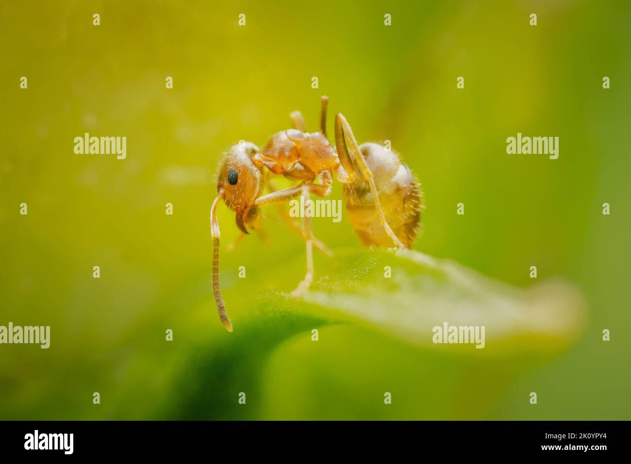 Small ant cleaning up on a leaf with blurred green and yellow background Stock Photo