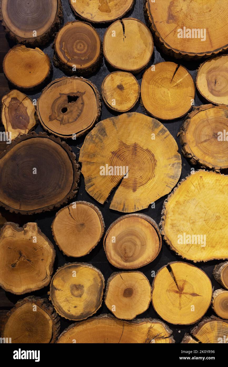 Cross-sections of different trees. Stock Photo