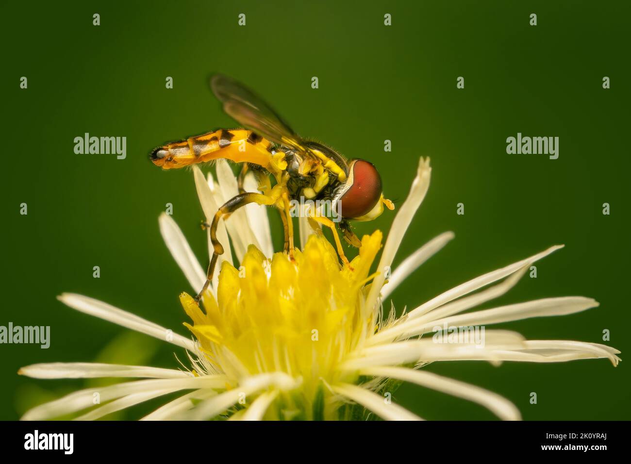 Small hover fly gathering pollen on a symphyotricum flower on blurred green background Stock Photo