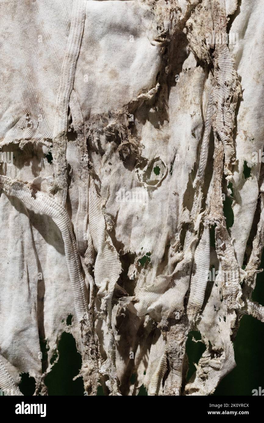 Close up of dirty, tattered, old men's brief-style underwear. Stock Photo
