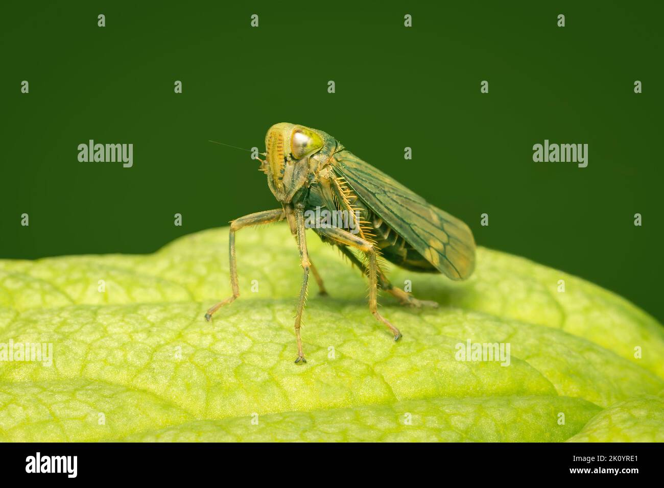 Small leafhopper resting on a green leaf with copy space Stock Photo