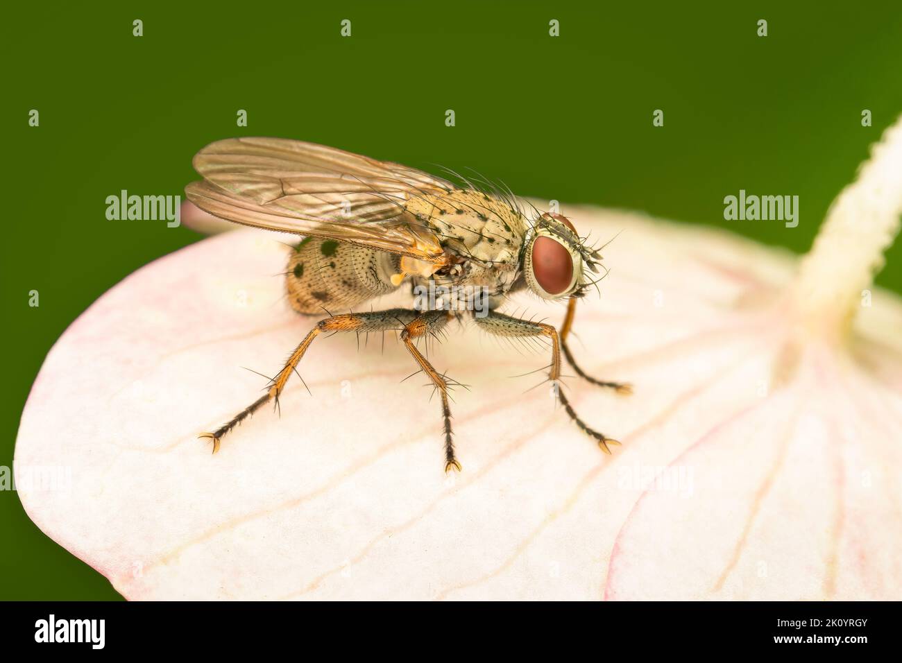 Small muscidae fly resting on a white hydrangea flower Stock Photo