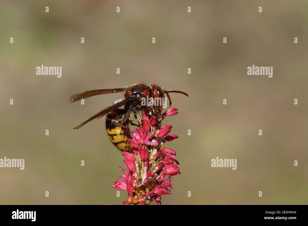 European hornet (Vespa crabro) of the family Vespidae). On flowers of Knotweed, knotgrass (Polygonum amplexicaule), family Buckwheat (Polygonaceae). D Stock Photo