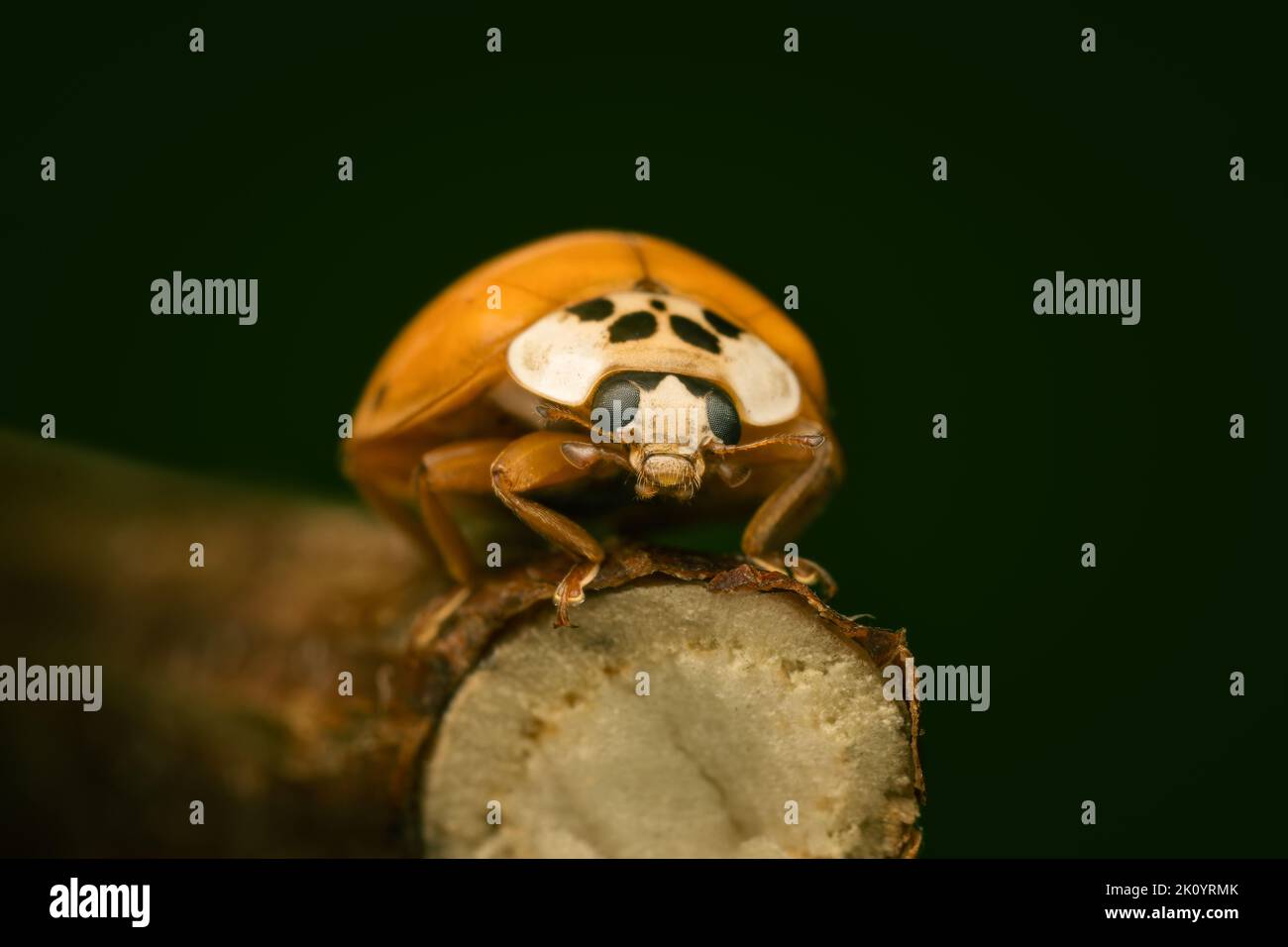 Small ladybeetle resting on a branch with copy space on dark background Stock Photo