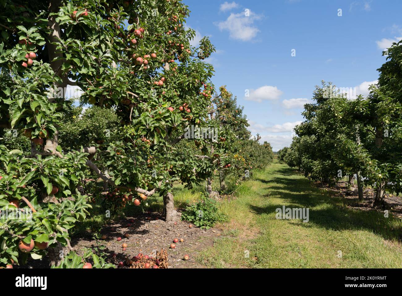 Rows of Apple trees with ripe apples ready to harvest at Orchard Stock Photo