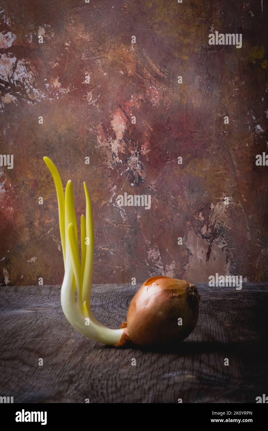 A sprouted onion on an old and rustic wooden table Stock Photo - Alamy