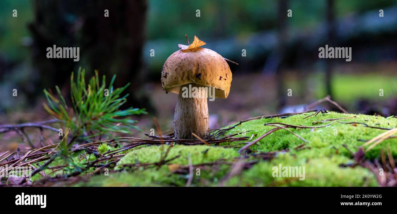 edible porcini mushroom in a forest glade closeup under the light of
