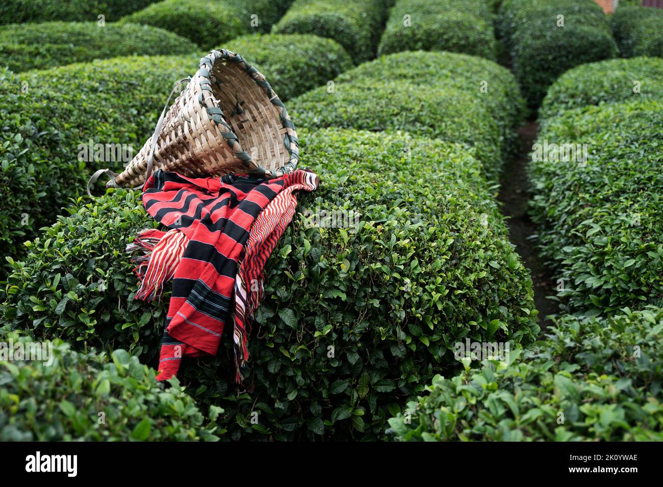 side view closeup of wicker basket on traditional harvesting red fabric clothes on rows of Turkish black tea plantations in Cayeli area Rize province Stock Photo