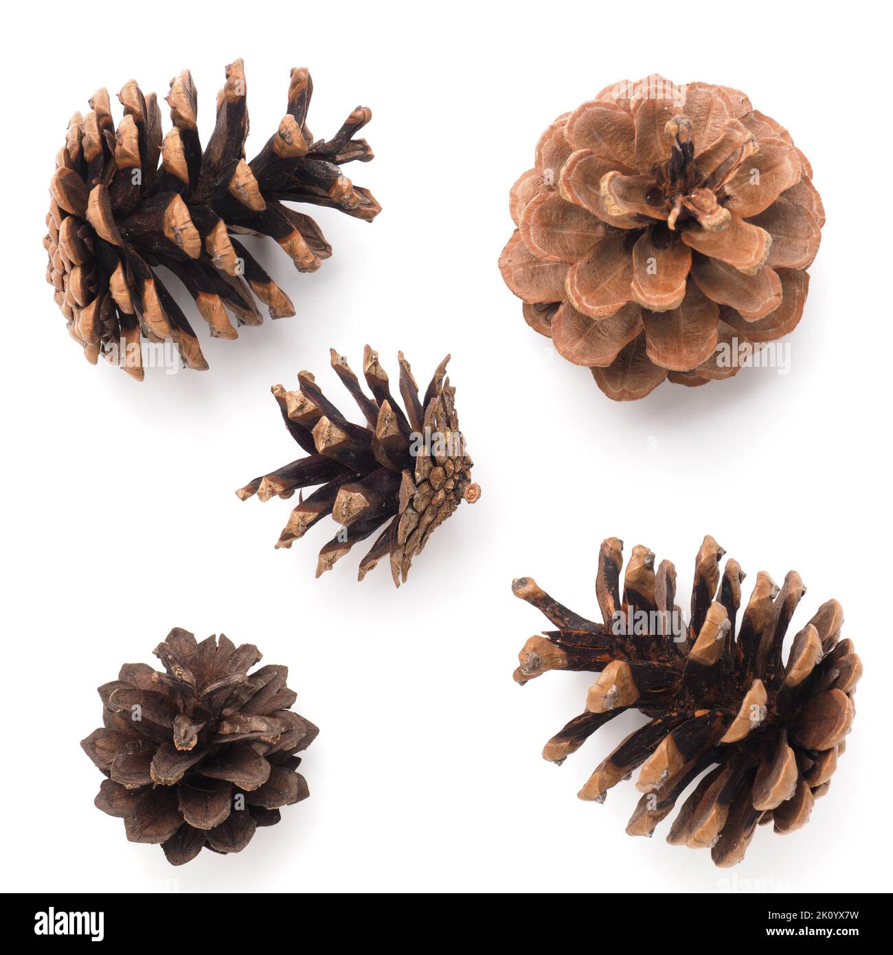 Five pine cones on a white background, Christmas decoration Stock Photo