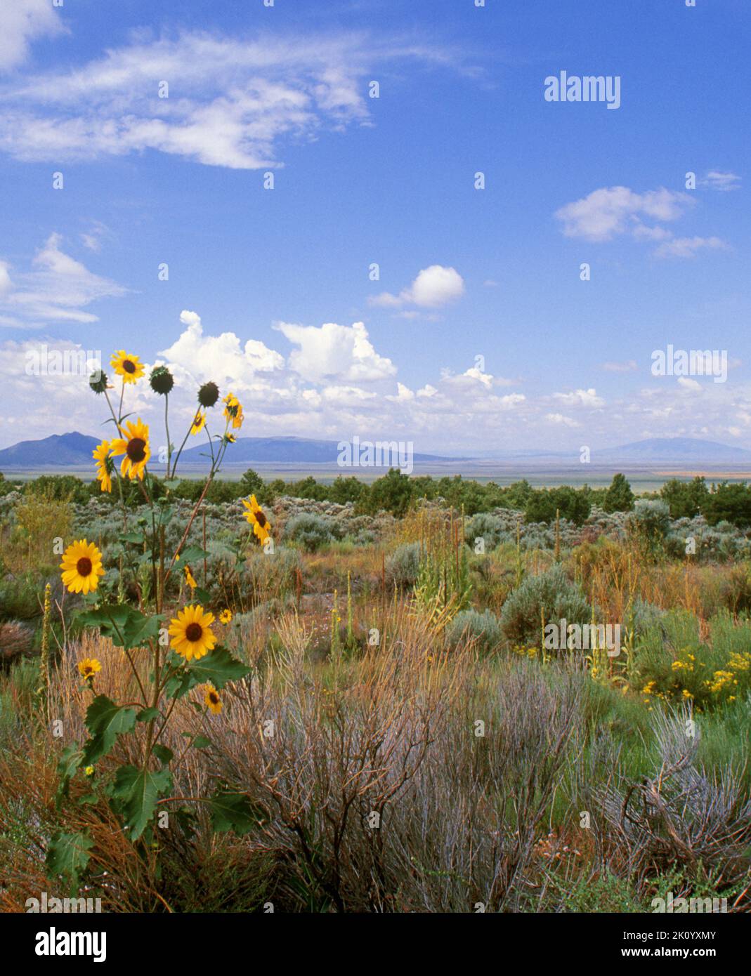 Colorado, San Luis Valley, wildflowers and the Rocky Mountains in the ...