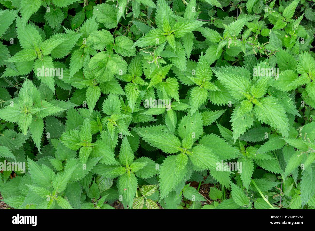 close up of nettle leaves. Stock Photo