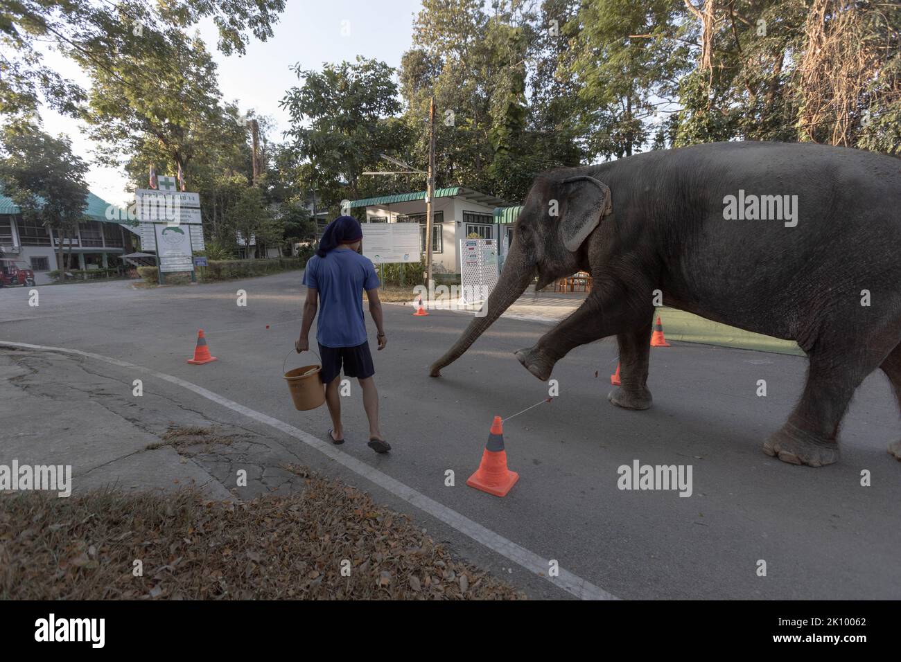 Chand Nuan, an elephant with circulation issues, completes her daily exercise routine with the help of her keeper. The Friends of the Asian Elephant hospital, in northern Thailand, is the first elephant hospital in the world. Since 1993 it has treated elephants with ailments ranging from eye infections to landmine injuries. Stock Photo