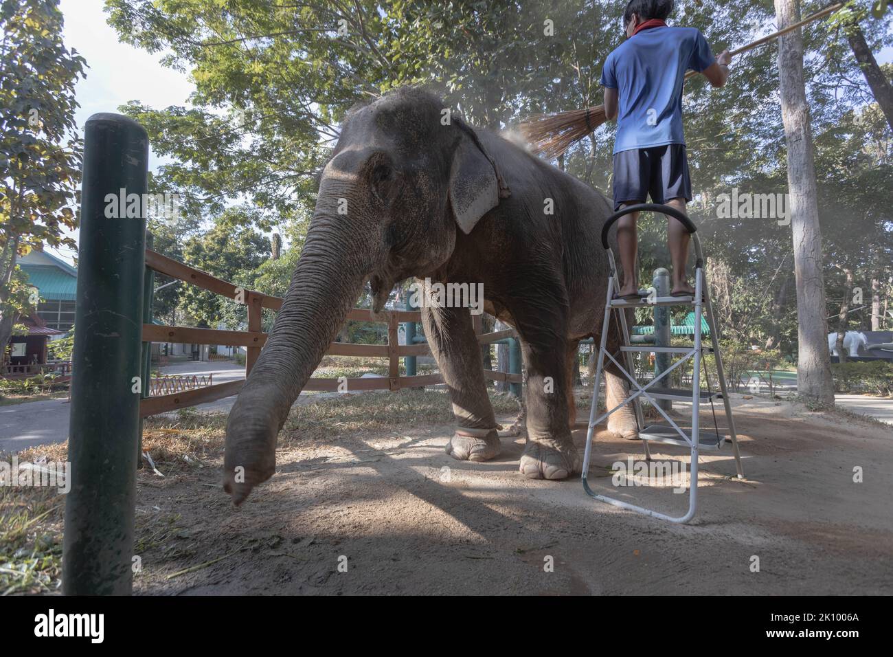Elephant keeper cleans elephant Chand Nuan at the Friends of the Asian Elephant hospital. The Friends of the Asian Elephant hospital, in northern Thailand, is the first elephant hospital in the world. Since 1993 it has treated elephants with ailments ranging from eye infections to landmine injuries. Stock Photo