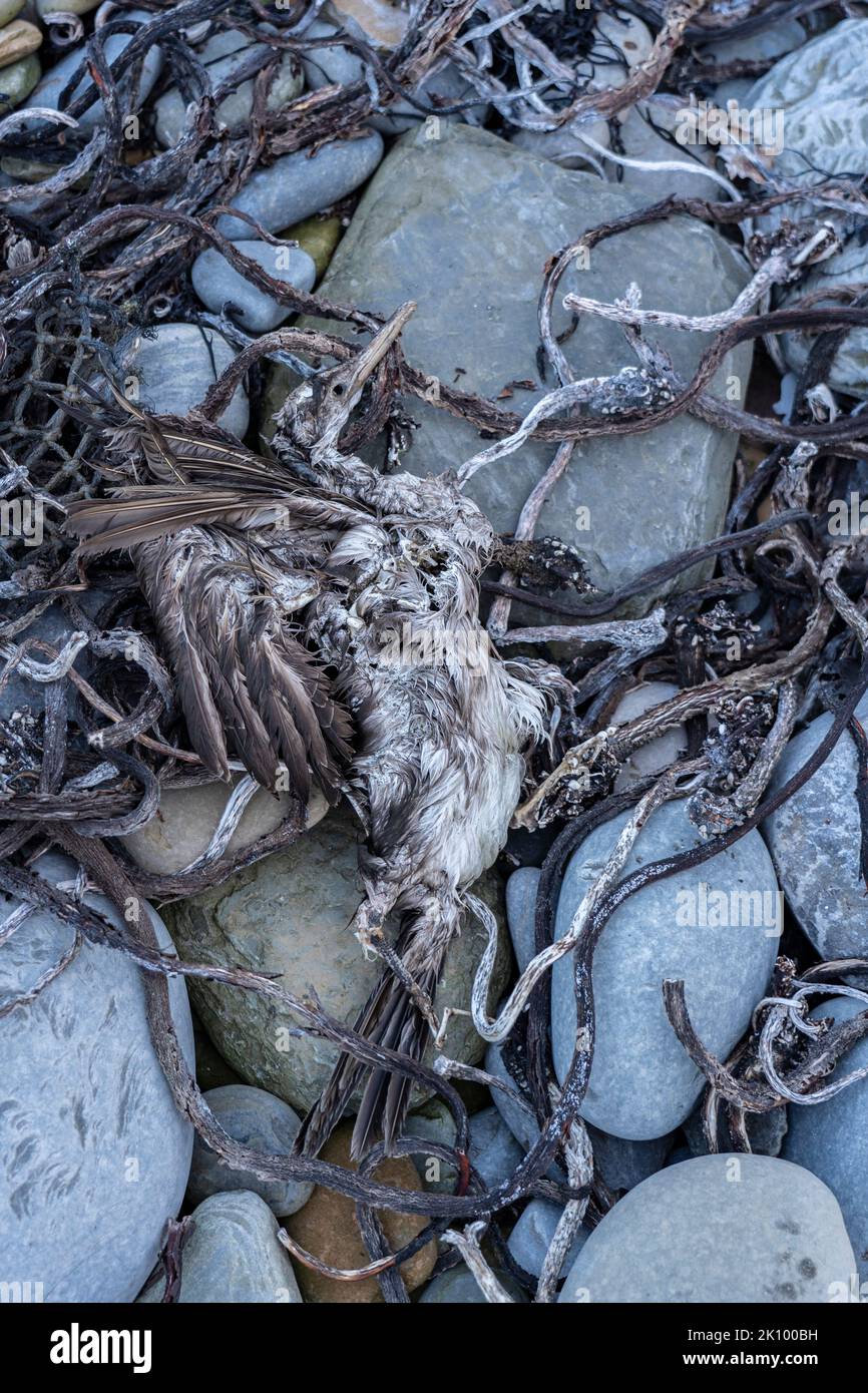 dead bird on pebble beach at skara brae, orkney, scotland, uk Stock Photo