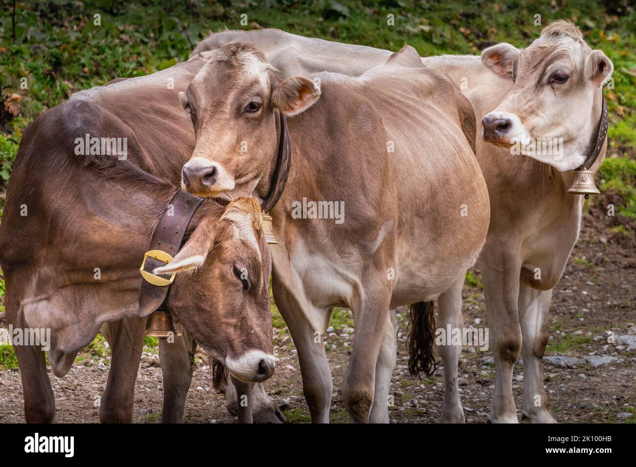 Swiss cows in the alpine landscape, Gran Paradiso, Northern Italy Stock Photo