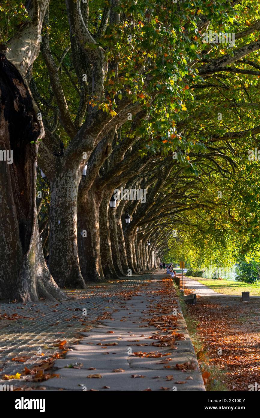 Beautiful platano trees in Ponte de Lima, Portugal Stock Photo