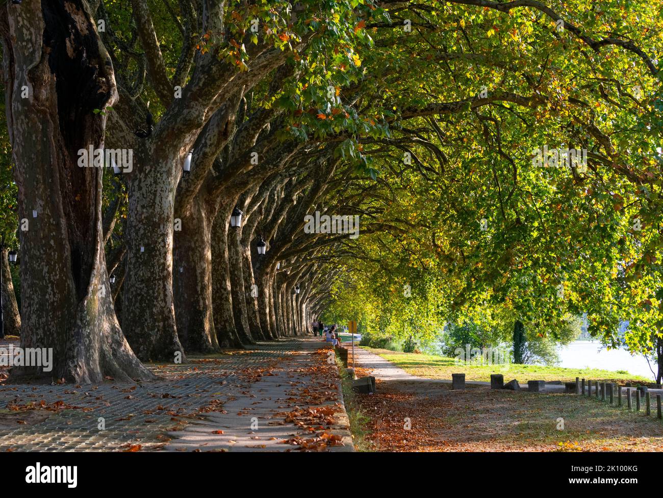 Beautiful platano trees in Ponte de Lima, Portugal Stock Photo