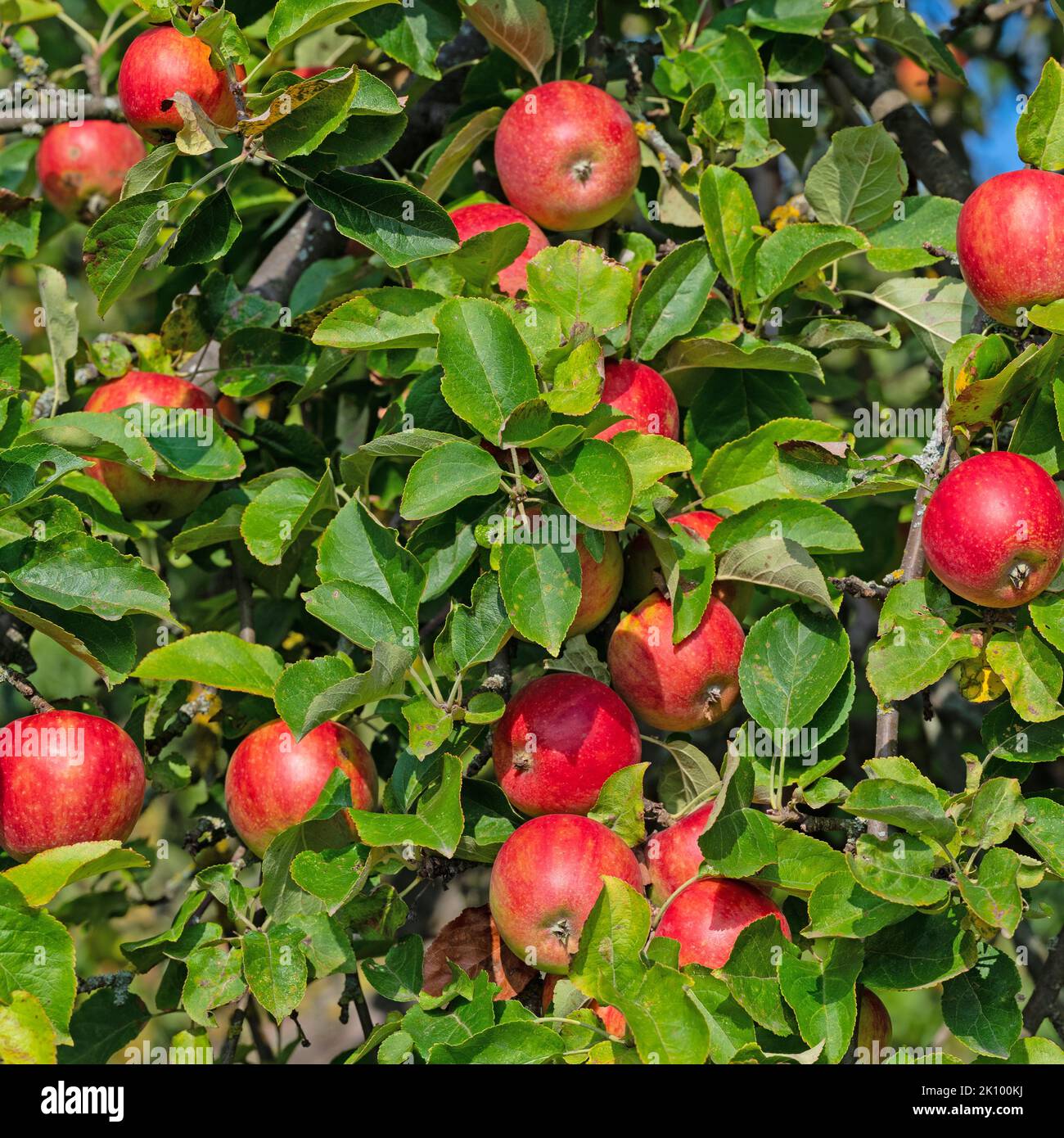 Ripe apples on the tree at harvest time Stock Photo