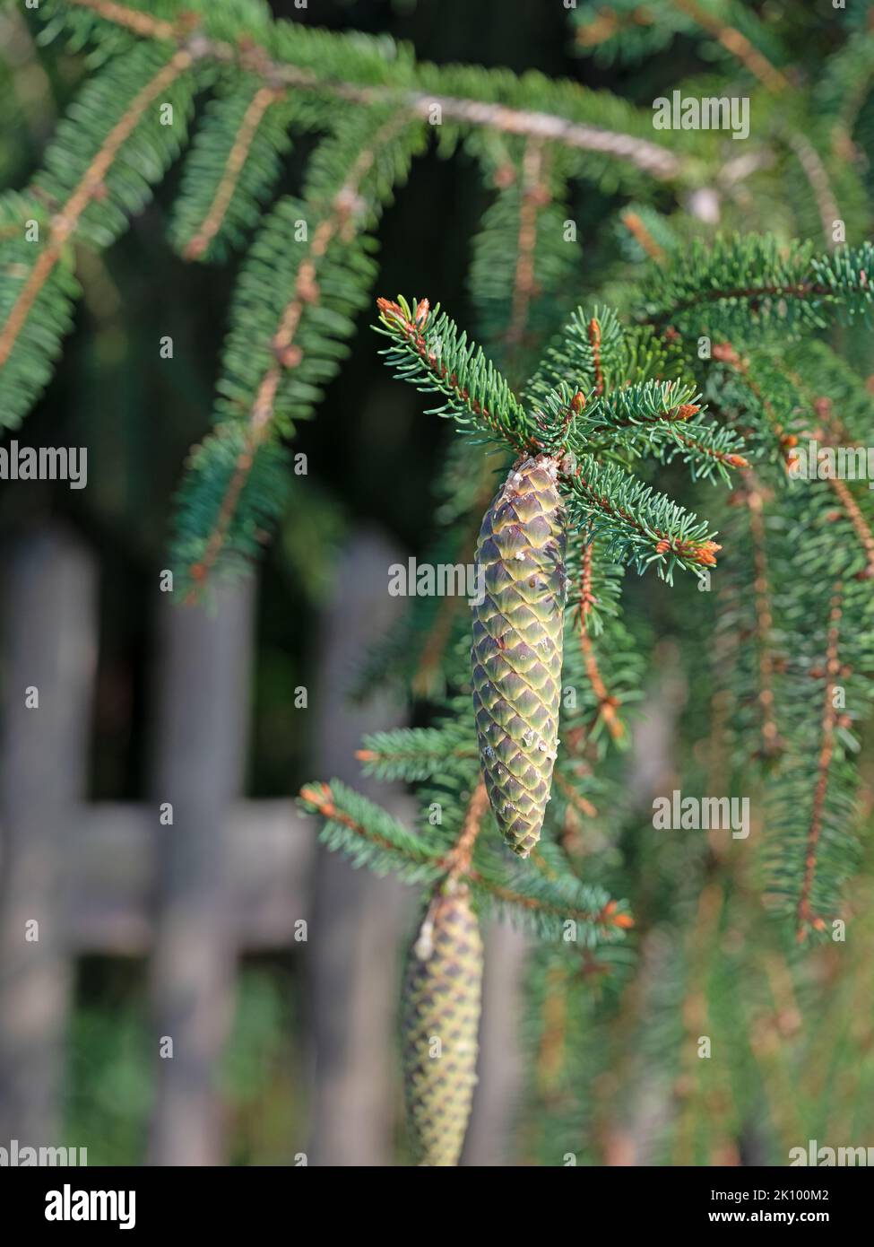 Green spruce cones on the tree Stock Photo