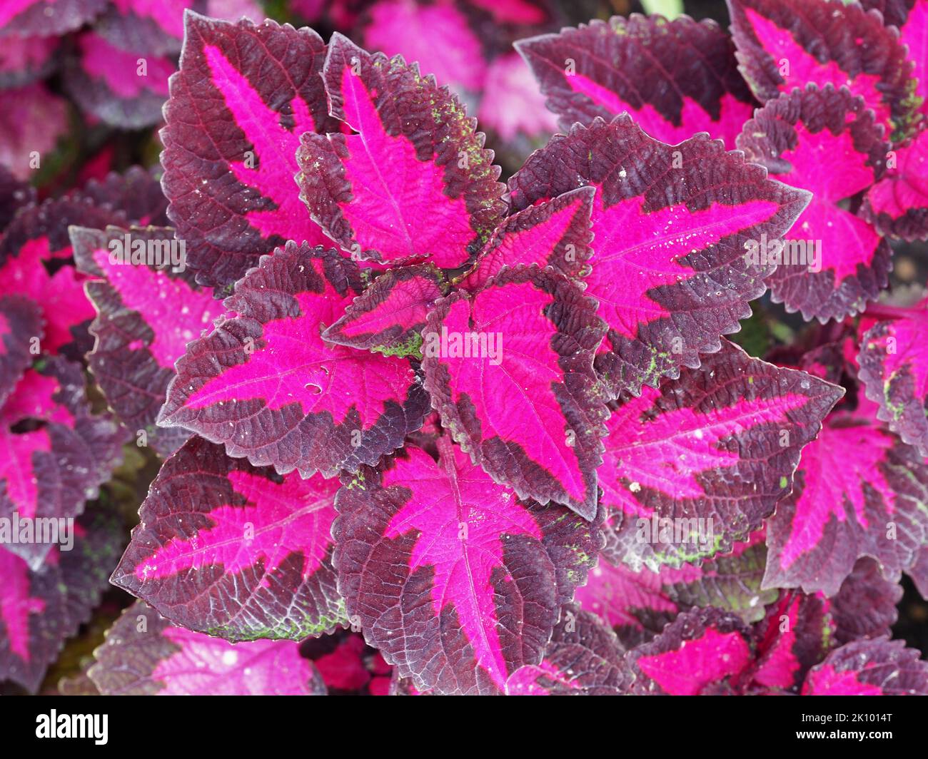 Brightly coloured Coleus leaves seen from above Stock Photo