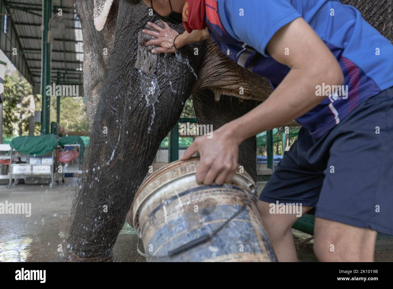 Lampang, Thailand. 11th Jan, 2022. Elephant keeper washes elephant Chand Nuan at the Friends of the Asian Elephant hospital. The Friends of the Asian Elephant hospital, in northern Thailand, is the first elephant hospital in the world. Since 1993 it has treated elephants with ailments ranging from eye infections to landmine injuries. (Photo by Ana Norman Bermudez/SOPA Images/Sipa USA) Credit: Sipa USA/Alamy Live News Stock Photo