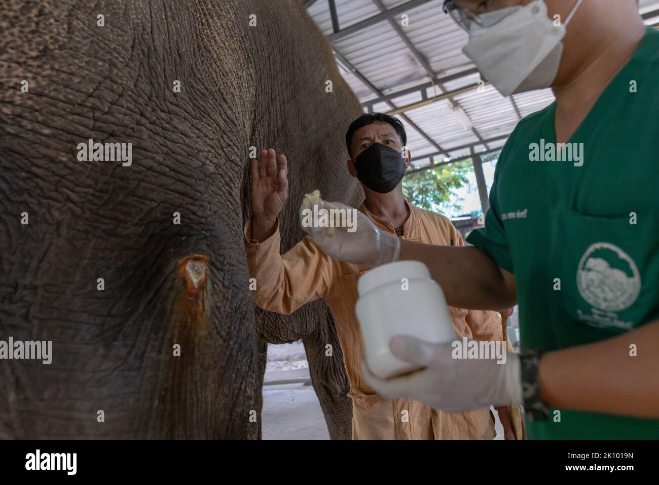 Lampang, Thailand. 12th Jan, 2022. Veterinary doctor treats leg wound on Motala, an elephant with landmine injuries at the Friends of the Asian Elephant hospital. The Friends of the Asian Elephant hospital, in northern Thailand, is the first elephant hospital in the world. Since 1993 it has treated elephants with ailments ranging from eye infections to landmine injuries. (Photo by Ana Norman Bermudez/SOPA Images/Sipa USA) Credit: Sipa USA/Alamy Live News Stock Photo